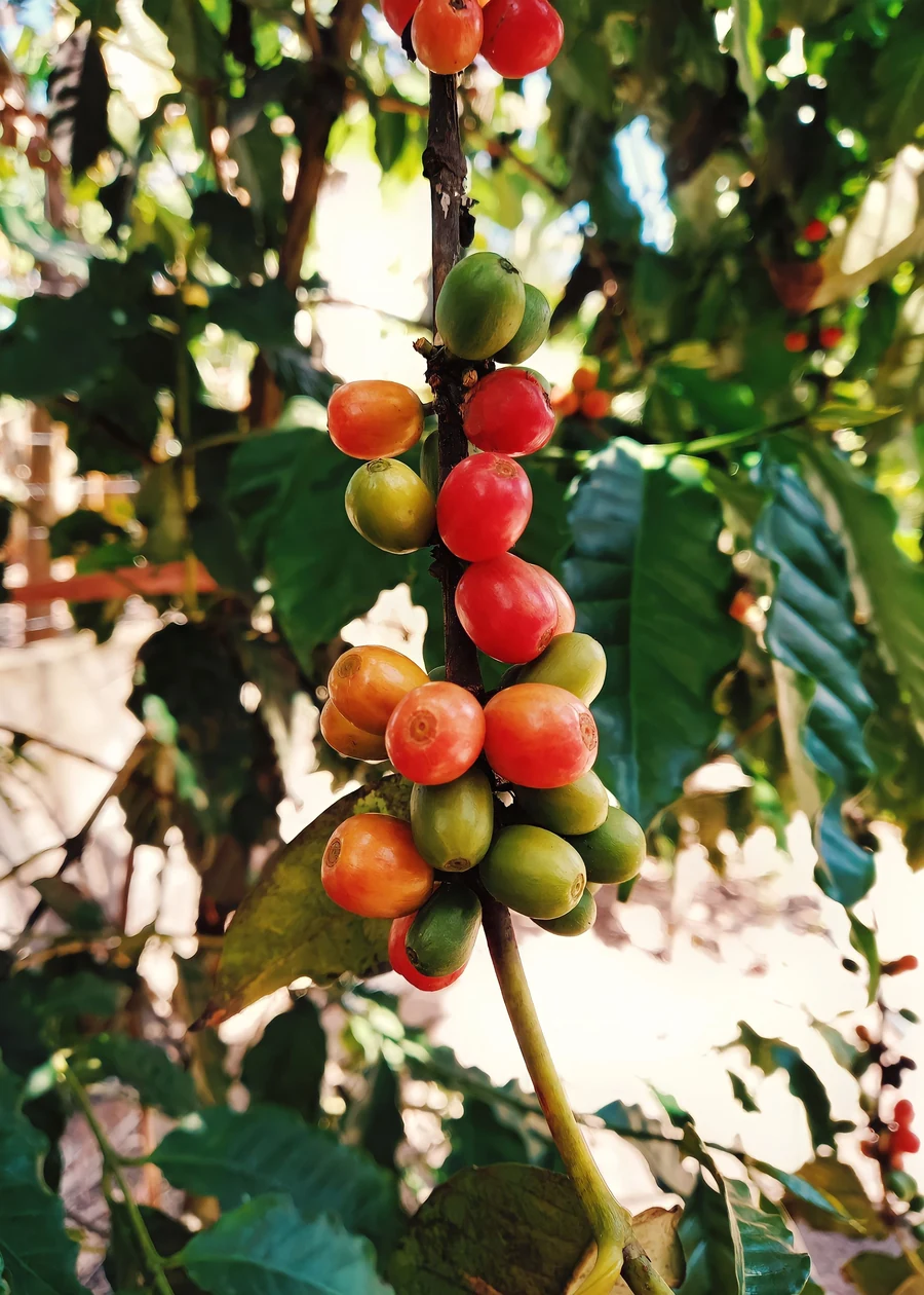 Coffee cherries ripening naturally on a coffee plant