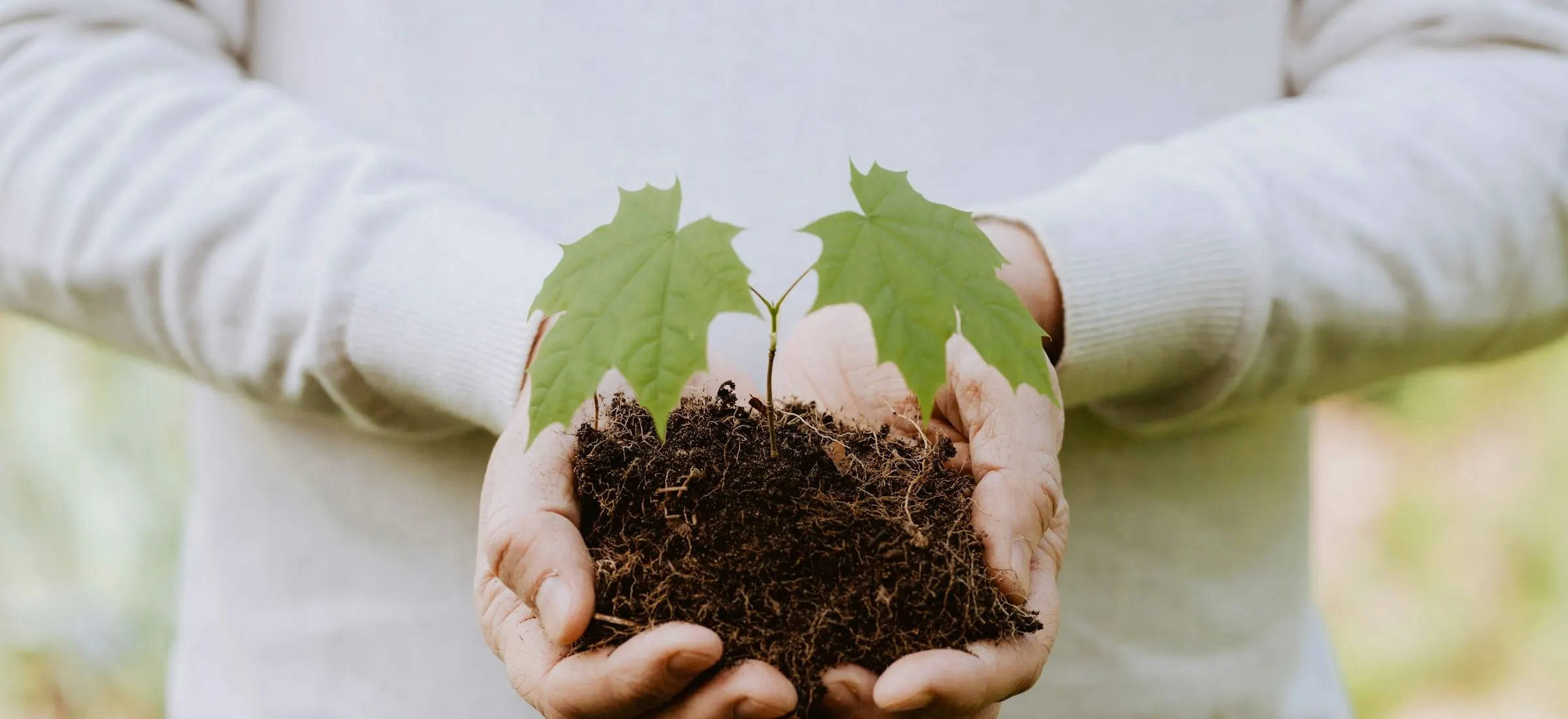 Two hands holding a young plant in soil